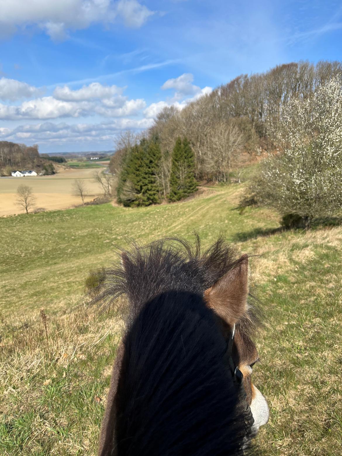 Gotlandsruss Enar aka. Bette (Himmelhest) billede 13