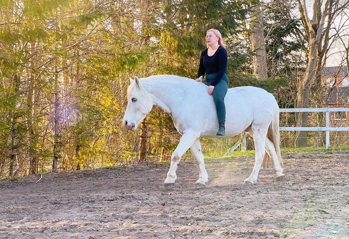 Anden særlig race Snowball  - April 2022 billede 16