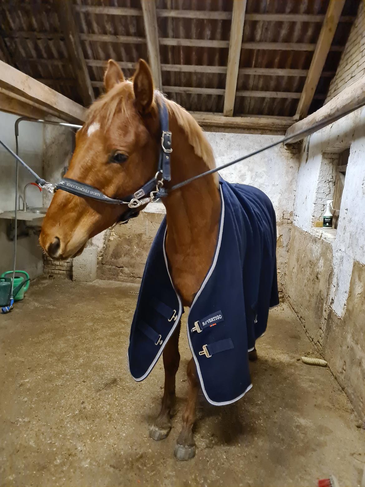 Zangersheide Loup Garou LMN Z *Solgt* billede 11