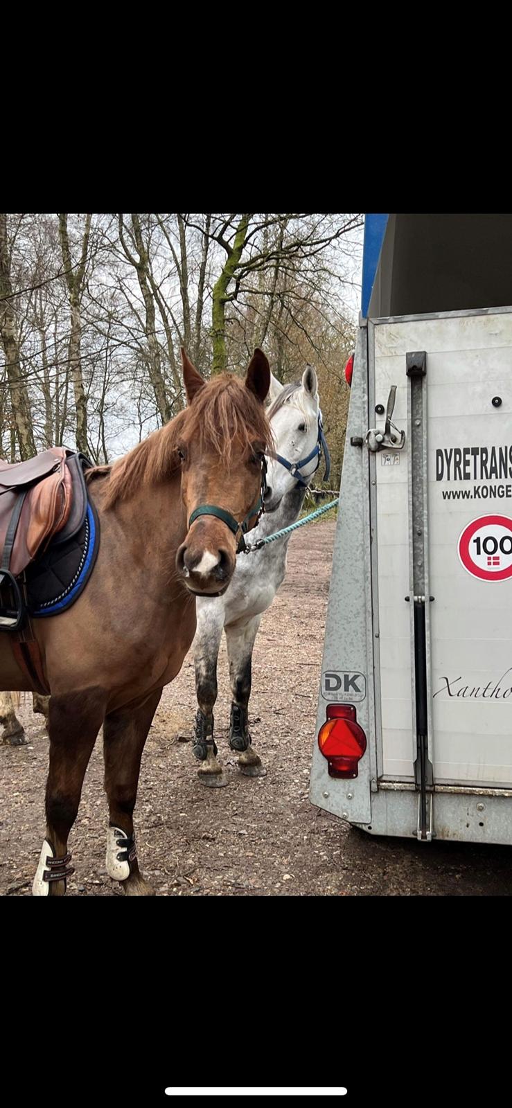 Anden særlig race Sari billede 3