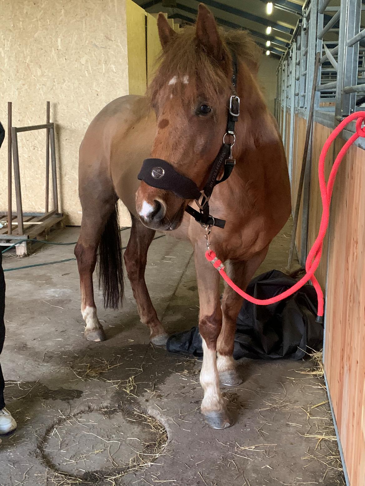 Anden særlig race Sari billede 4