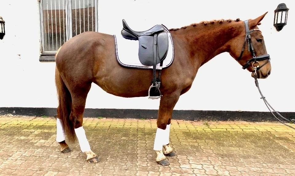 Anden særlig race Sari billede 1