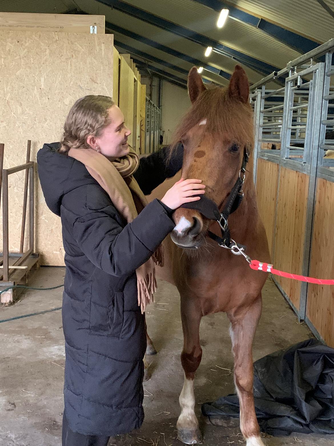 Anden særlig race Sari billede 2
