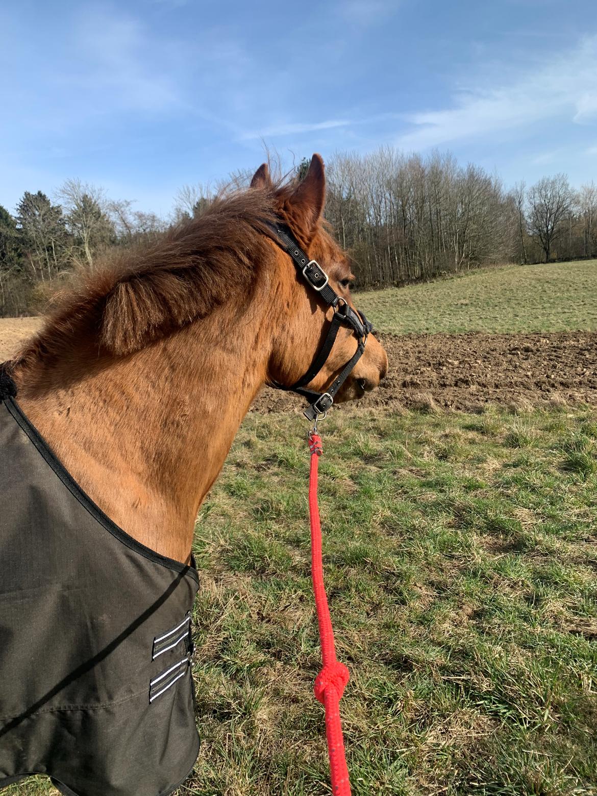 Anden særlig race Sari billede 5