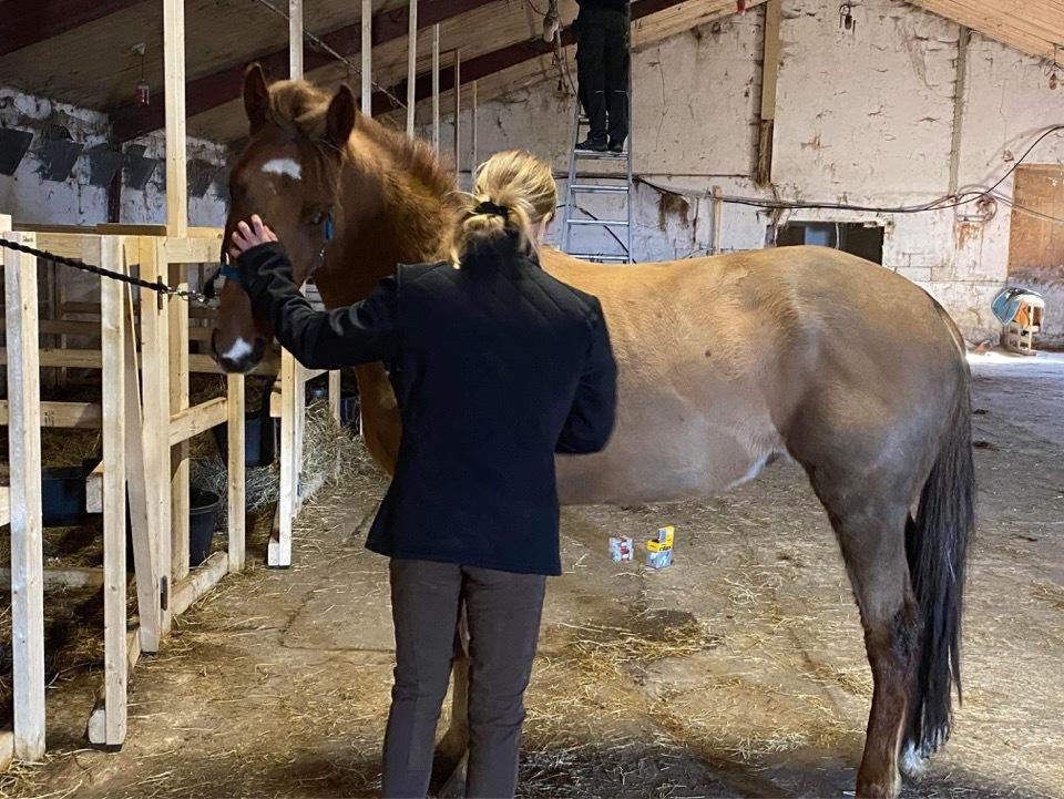 Anden særlig race Sari billede 6