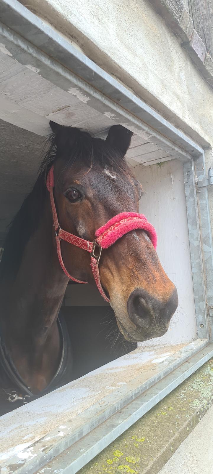 Dansk Varmblod Mr. Jeffrick ~ Jeffer ~ billede 10