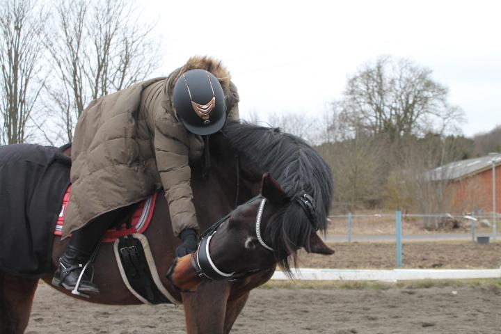 Dansk Varmblod Mr. Jeffrick ~ Jeffer ~ billede 11