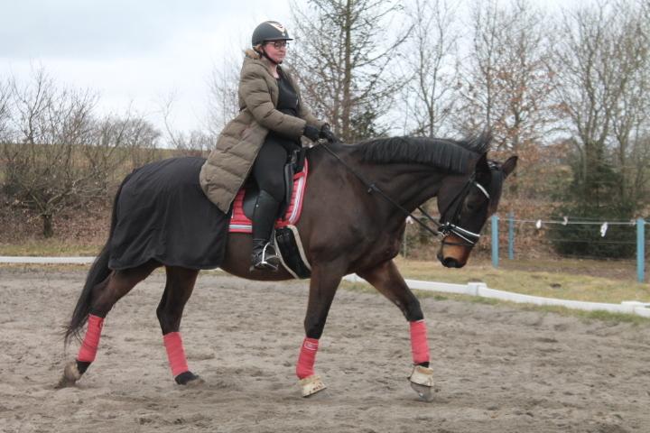 Dansk Varmblod Mr. Jeffrick ~ Jeffer ~ billede 12