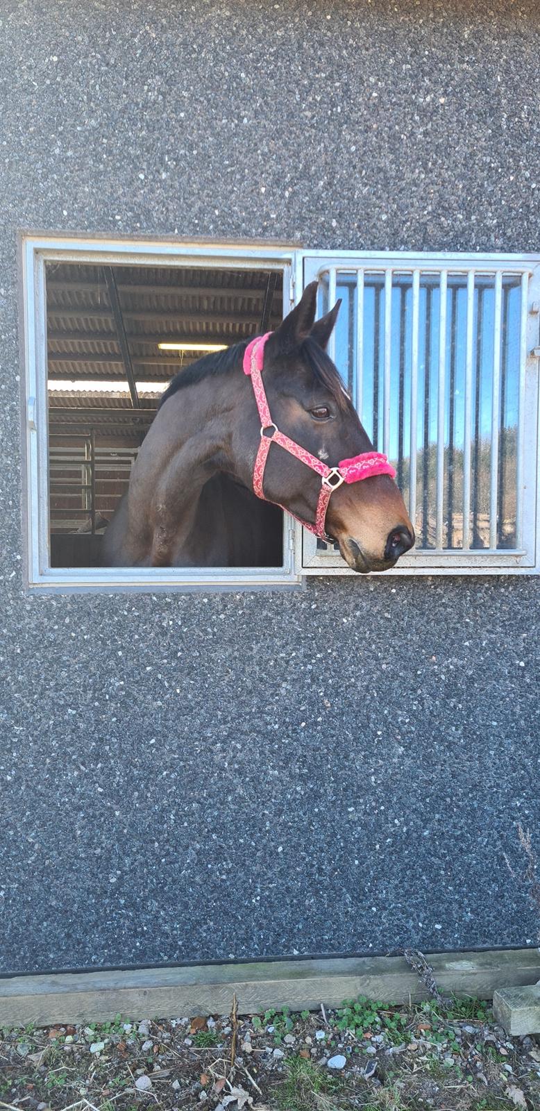 Dansk Varmblod Mr. Jeffrick ~ Jeffer ~ billede 14