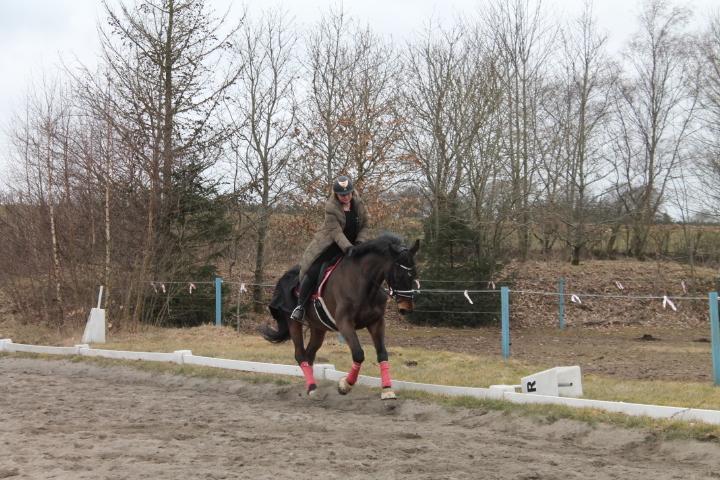 Dansk Varmblod Mr. Jeffrick ~ Jeffer ~ billede 13