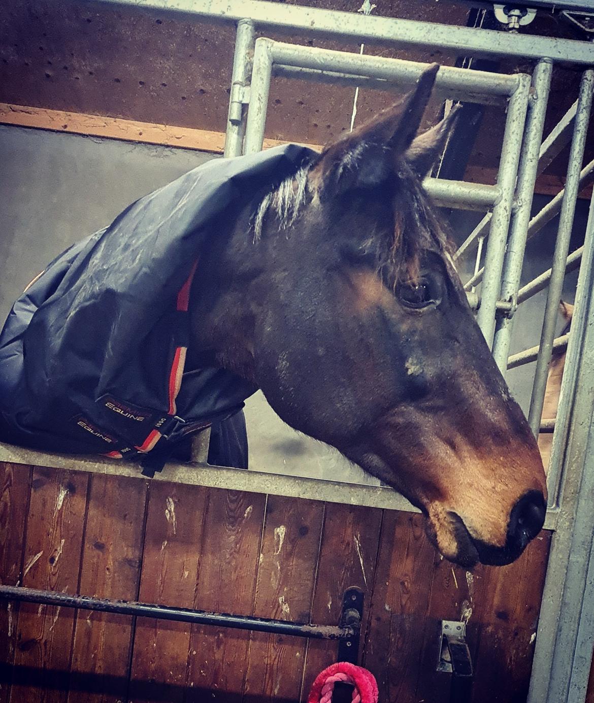 Dansk Varmblod Mr. Jeffrick ~ Jeffer ~ billede 15