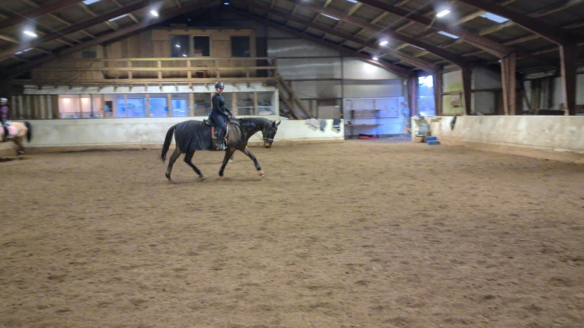 Dansk Varmblod Mr. Jeffrick ~ Jeffer ~ billede 16