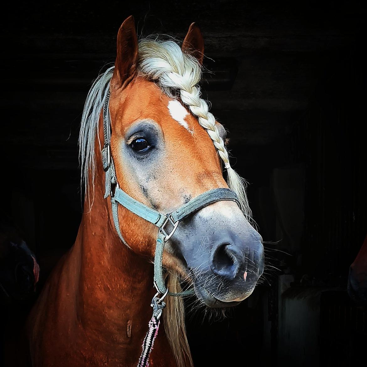 Haflinger Haflingegaarden Stingray ~ Ray ~ billede 15