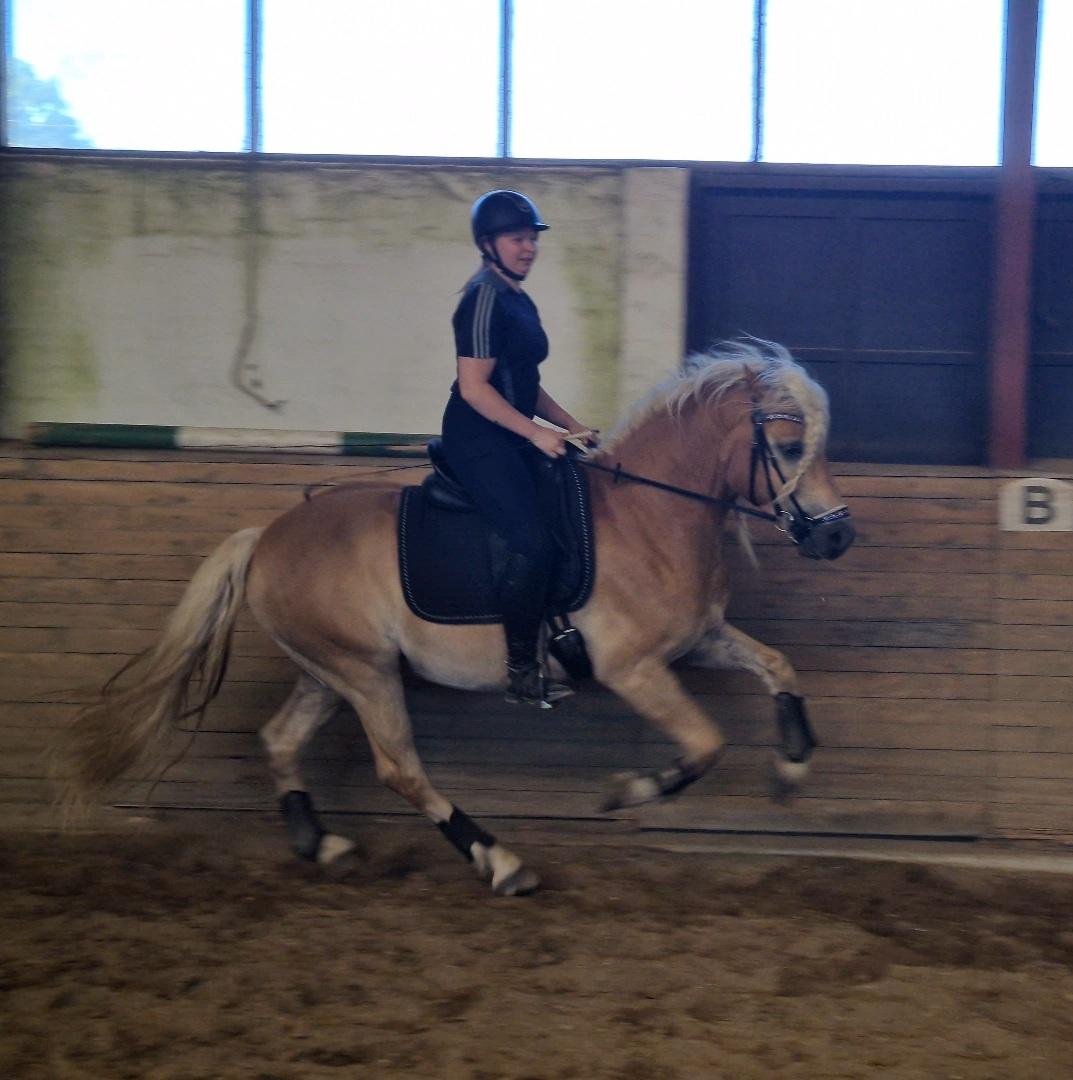 Haflinger Haflingegaarden Stingray ~ Ray ~ billede 16