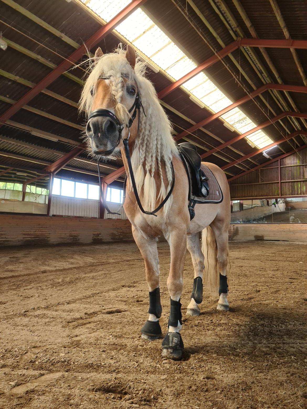 Haflinger Haflingegaarden Stingray ~ Ray ~ billede 18
