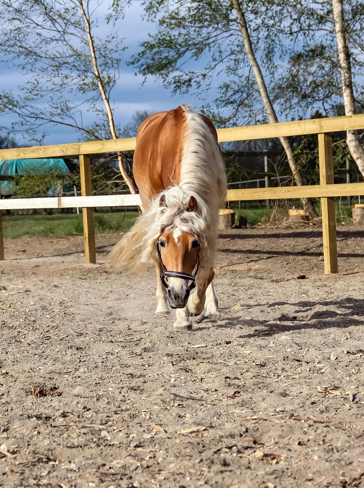 Haflinger Haflingegaarden Stingray ~ Ray ~ billede 20