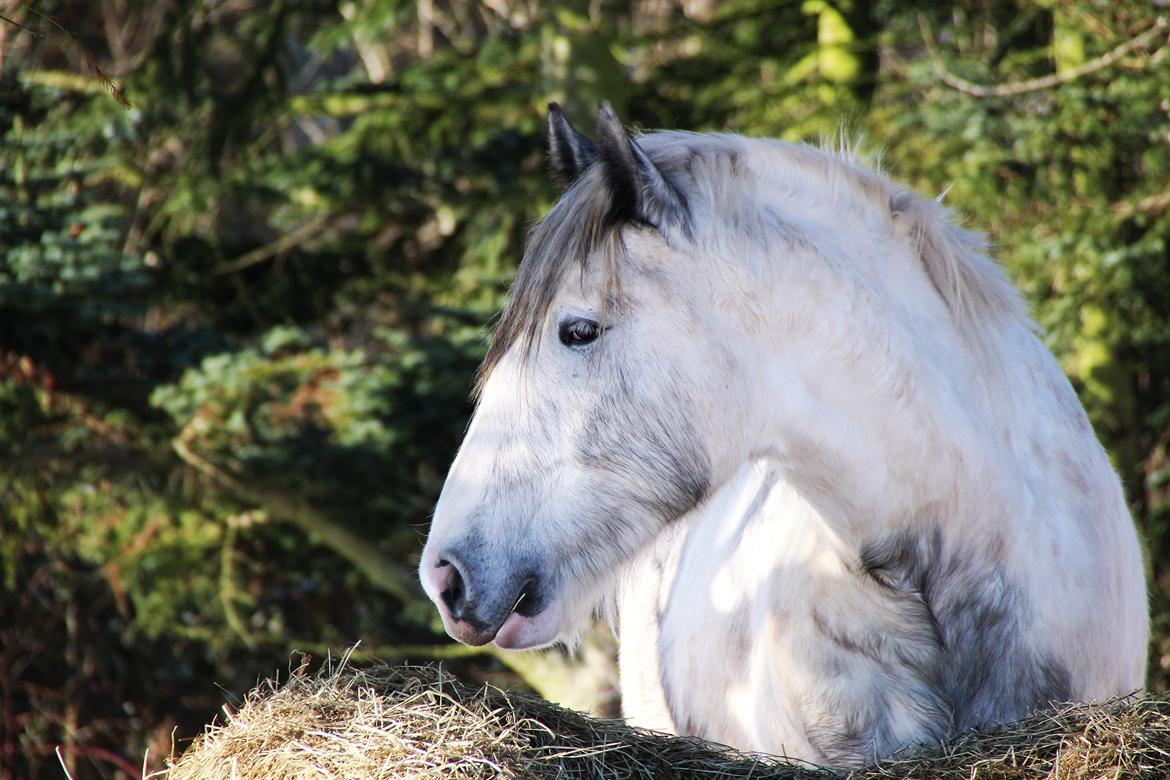 Drumhorse Eigil - Alana's Phantom billede 1