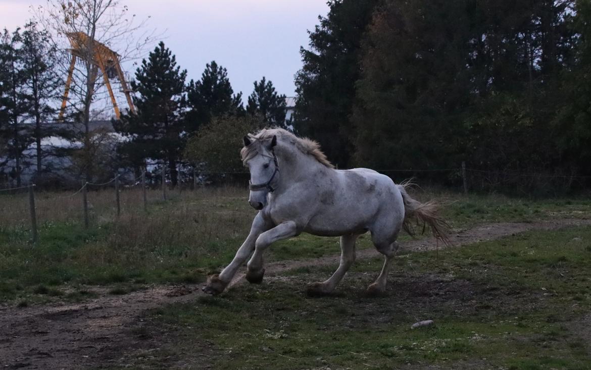 Drumhorse Eigil - Alana's Phantom billede 4