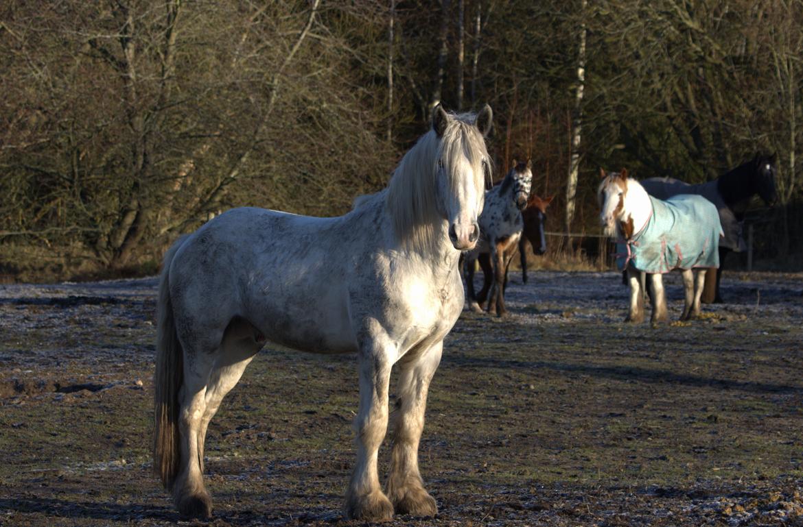 Drumhorse Eigil - Alana's Phantom billede 3