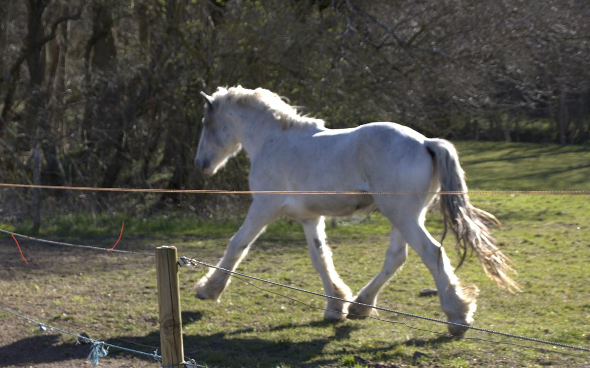 Drumhorse Eigil - Alana's Phantom billede 10
