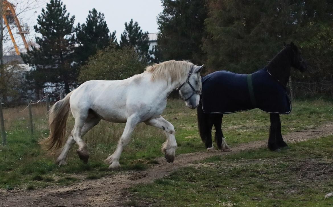 Drumhorse Eigil - Alana's Phantom billede 5