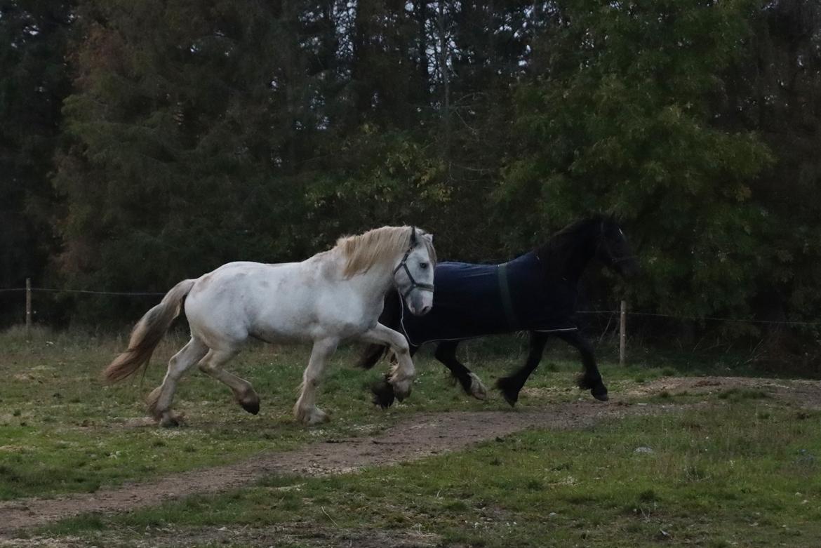 Drumhorse Eigil - Alana's Phantom billede 6