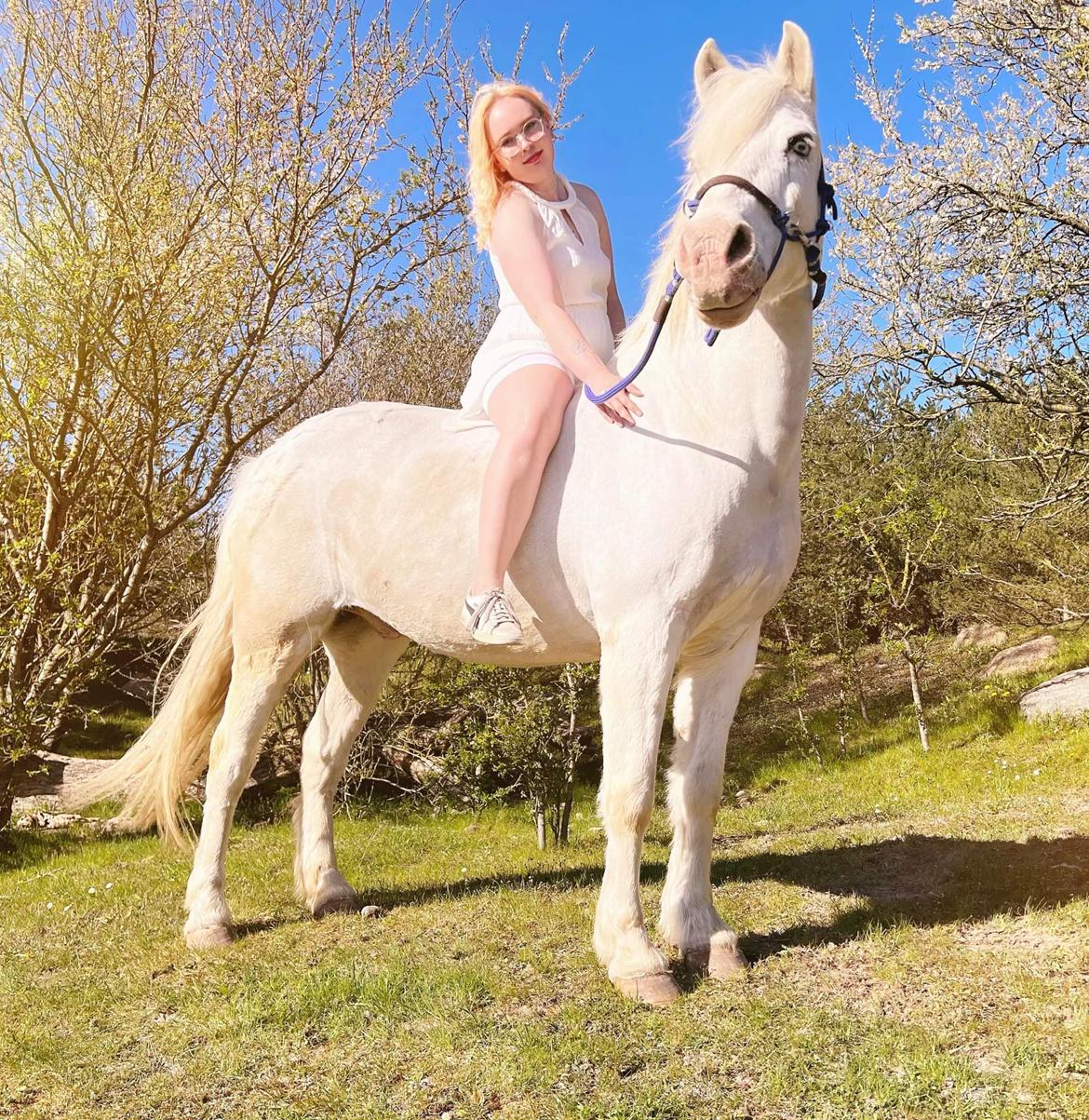 Anden særlig race Snowball  - April 2022 billede 2