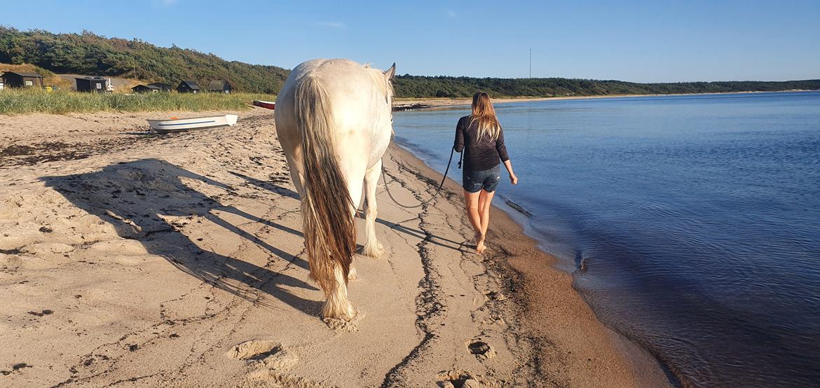 Drumhorse Eigil - Alana's Phantom billede 8