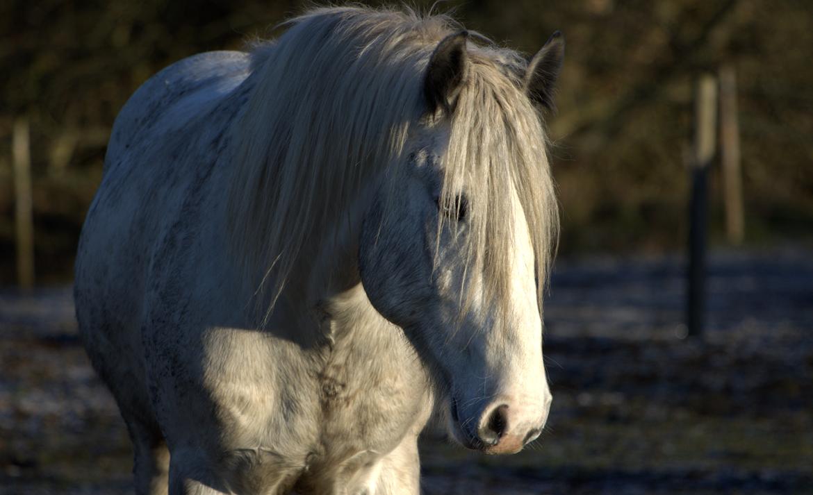 Drumhorse Eigil - Alana's Phantom billede 9