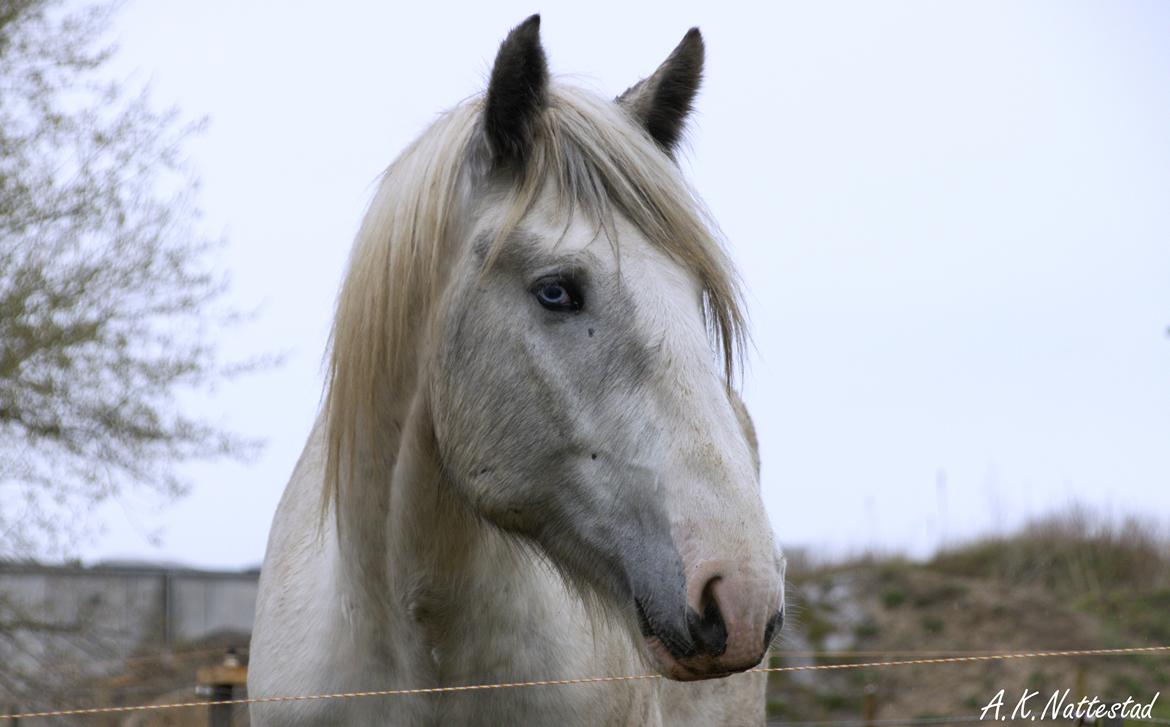 Drumhorse Eigil - Alana's Phantom billede 2