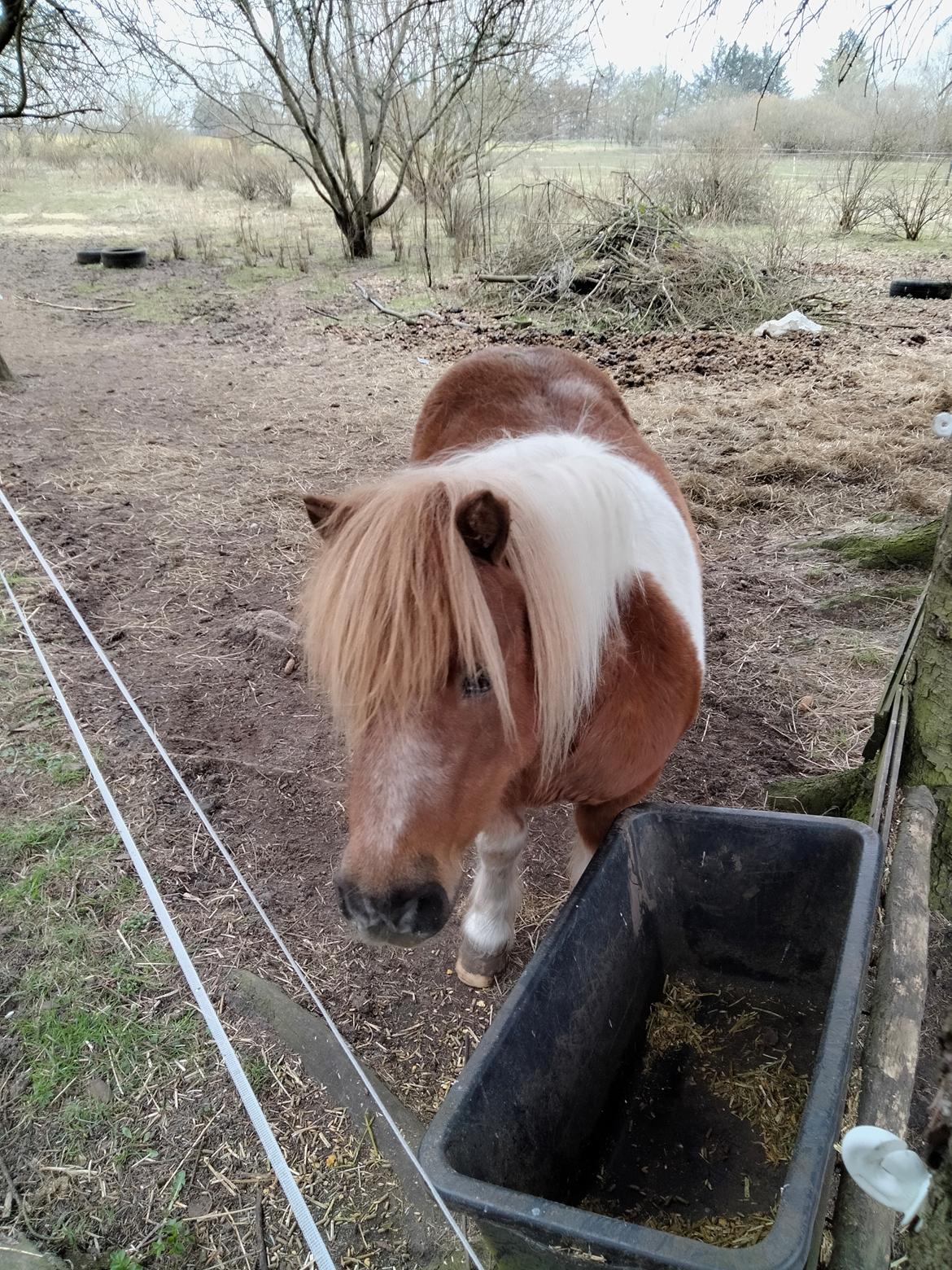 Shetlænder Ronja - 2022 billede 7