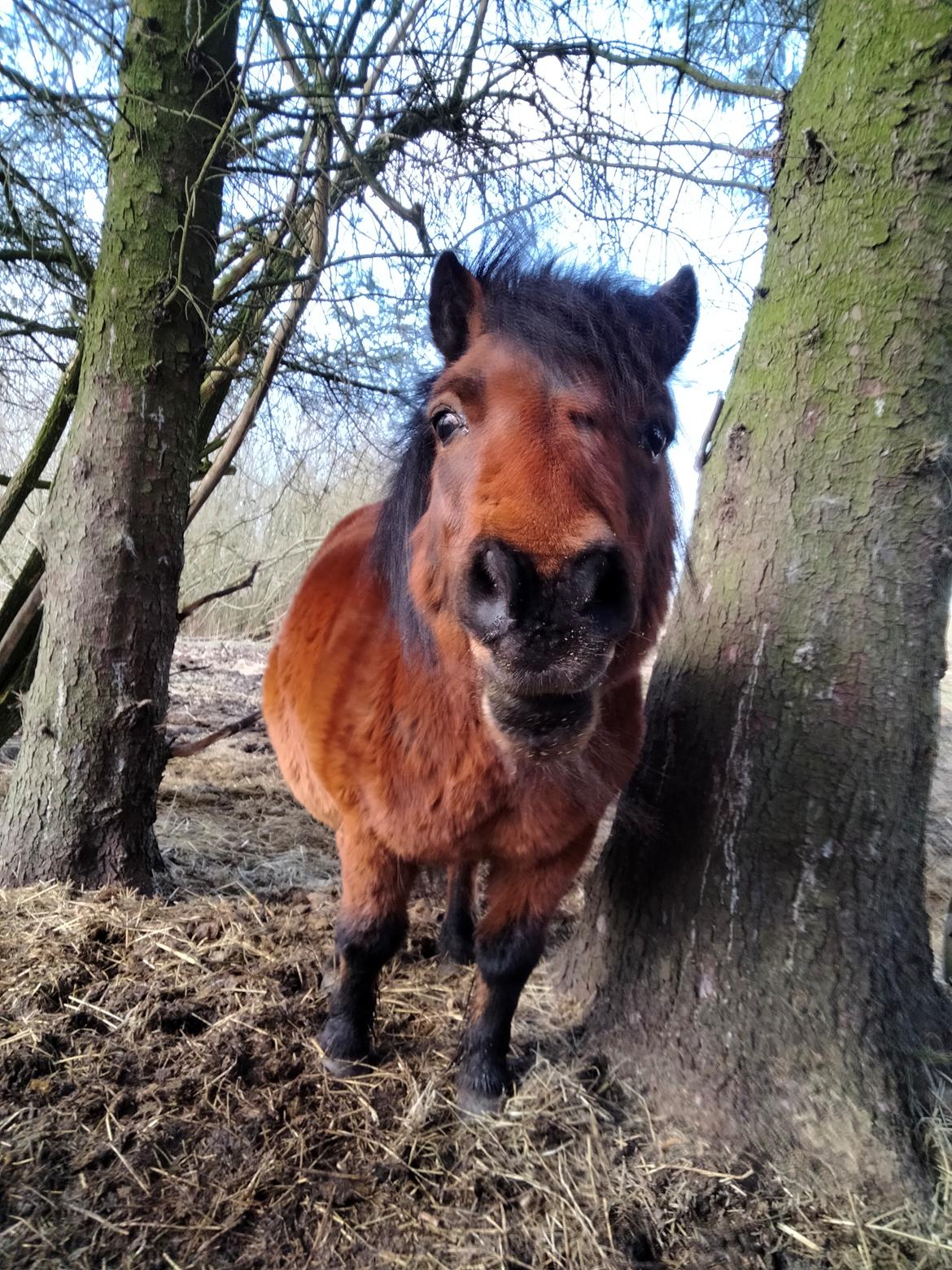 Shetlænder Thor - 2022 billede 9