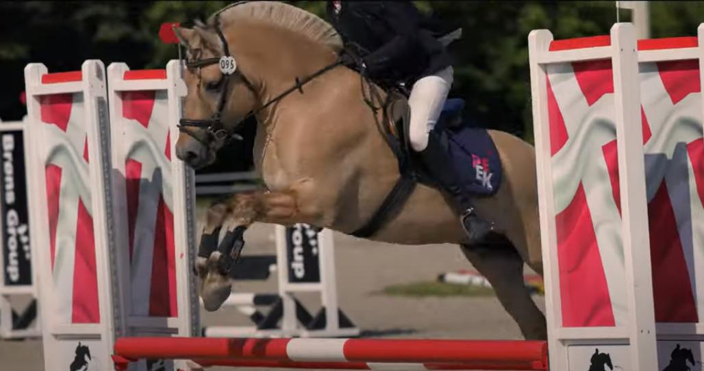 Fjordhest Lille Gilhøjs Alfred - 4års Championat billede 7