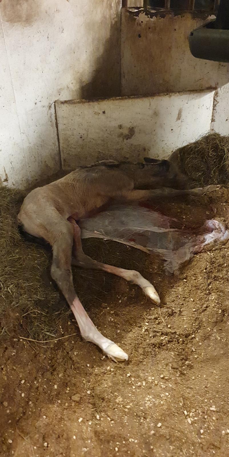 Welsh Partbred (Sec F) Struntze's Real Passion  billede 4