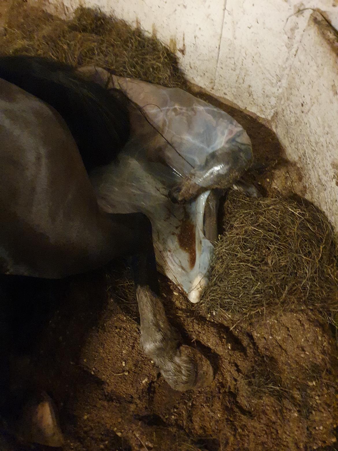 Welsh Partbred (Sec F) Struntze's Real Passion  billede 2