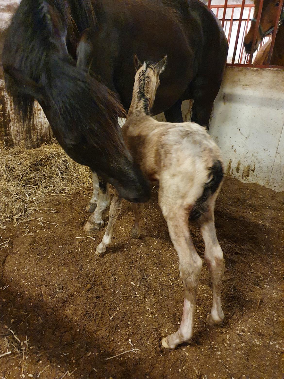 Welsh Partbred (Sec F) Struntze's Real Passion  billede 5