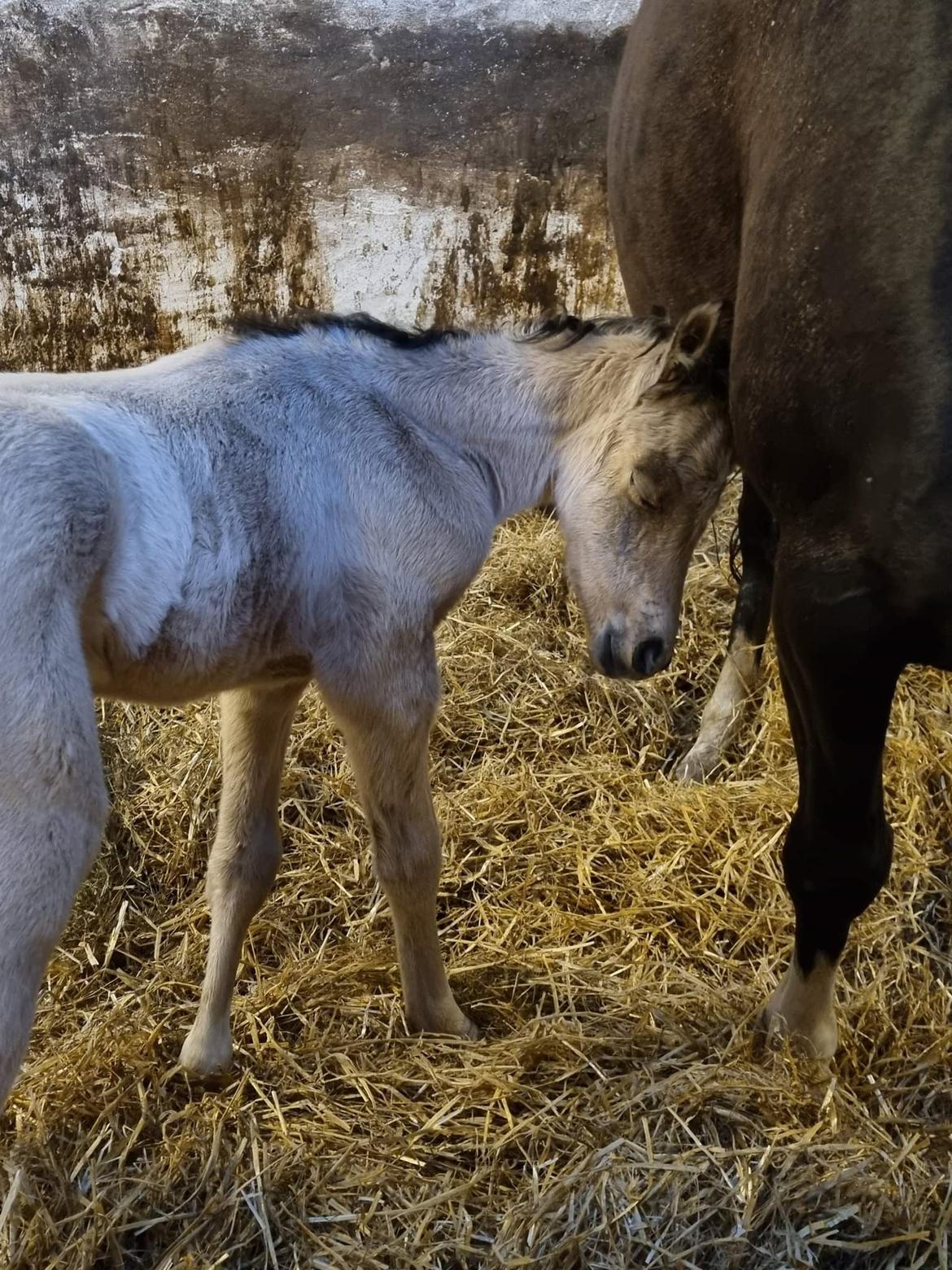 Welsh Partbred (Sec F) Struntze's Real Passion  billede 6