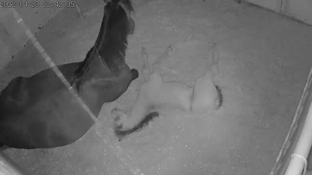 Welsh Partbred (Sec F) Struntze's Real Passion  billede 21