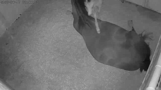 Welsh Partbred (Sec F) Struntze's Real Passion  billede 15