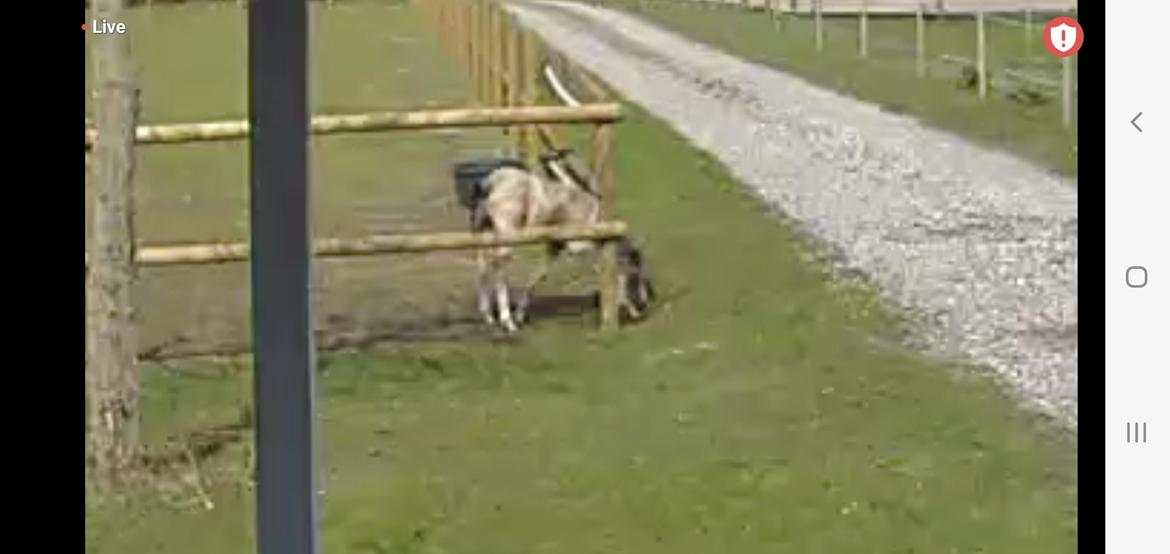 Welsh Partbred (Sec F) Struntze's Real Passion  billede 22