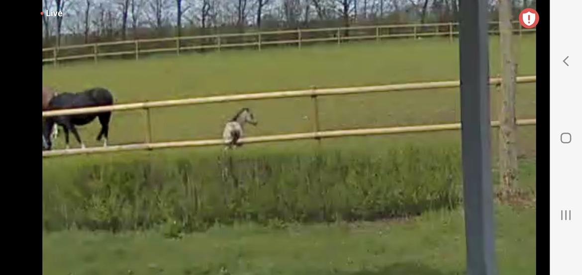 Welsh Partbred (Sec F) Struntze's Real Passion  billede 23