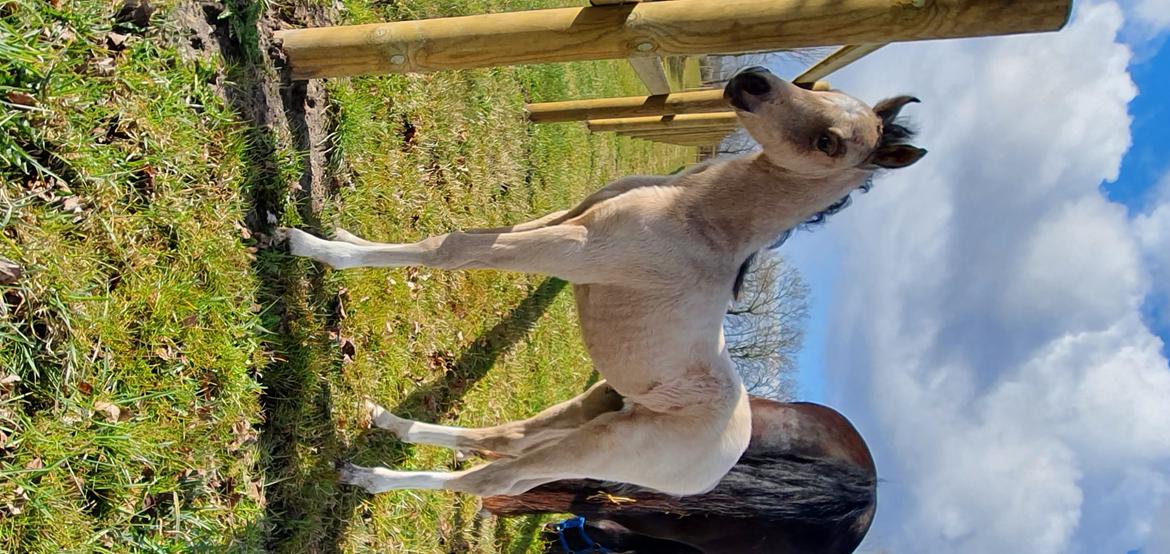 Welsh Partbred (Sec F) Struntze's Real Passion  billede 13