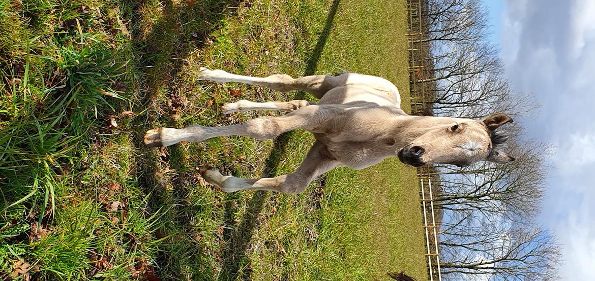 Welsh Partbred (Sec F) Struntze's Real Passion  billede 14