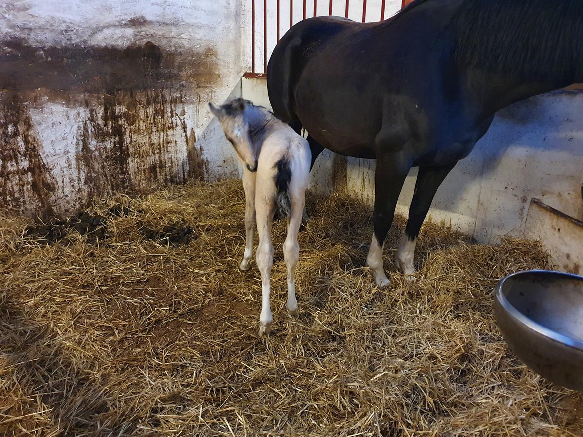 Welsh Partbred (Sec F) Struntze's Real Passion  billede 8