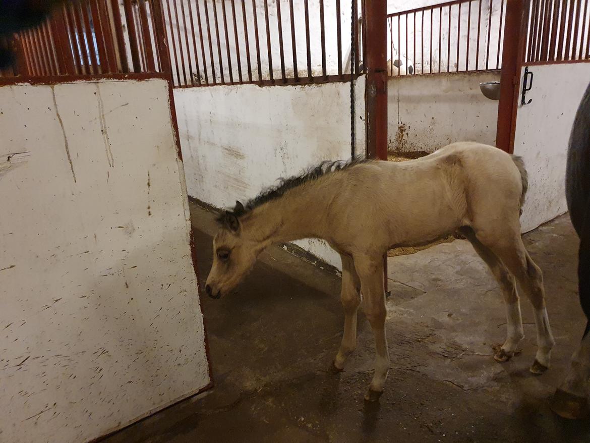 Welsh Partbred (Sec F) Struntze's Real Passion  billede 16