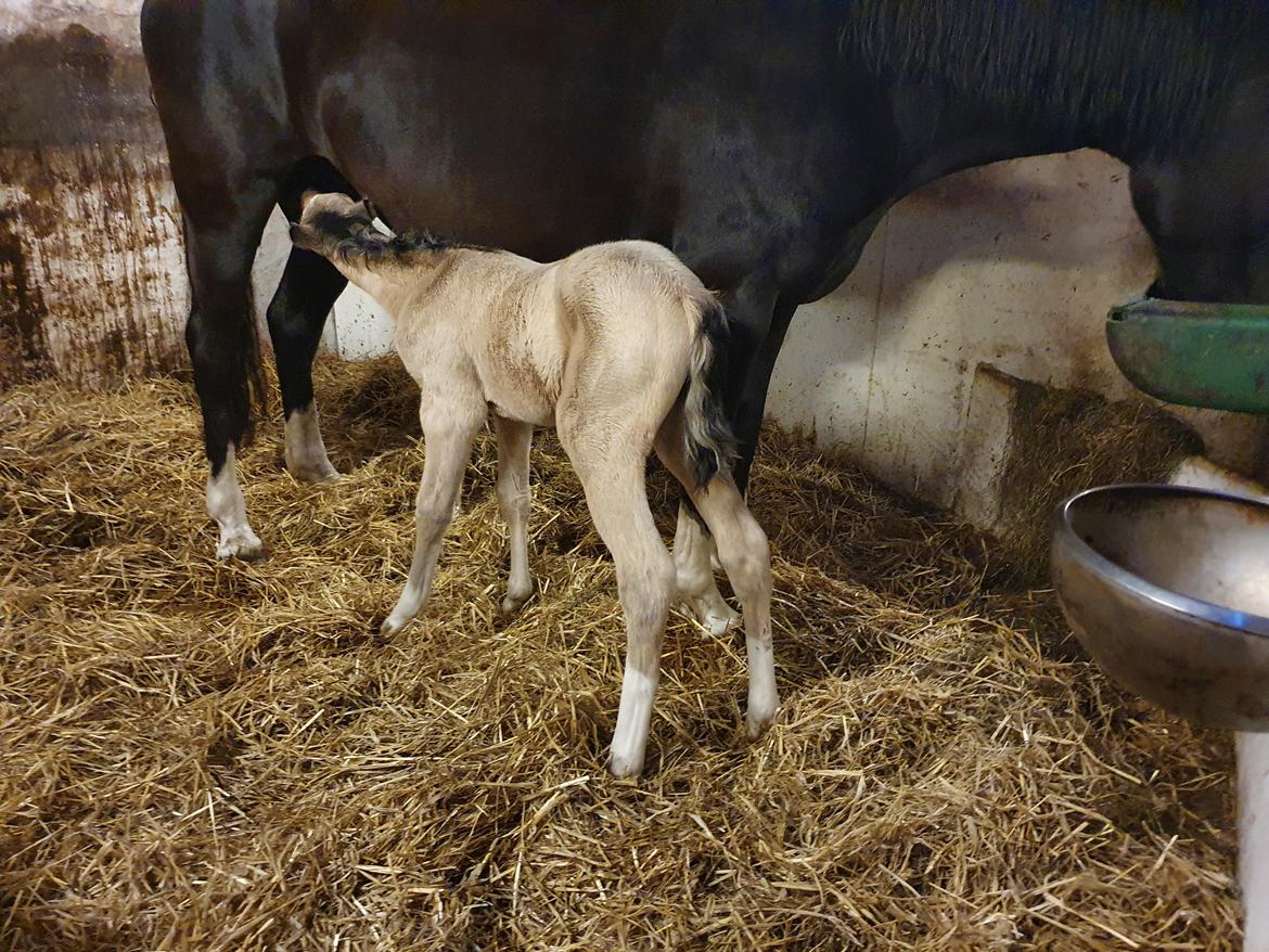 Welsh Partbred (Sec F) Struntze's Real Passion  billede 11