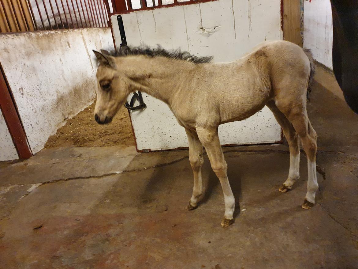 Welsh Partbred (Sec F) Struntze's Real Passion  billede 17