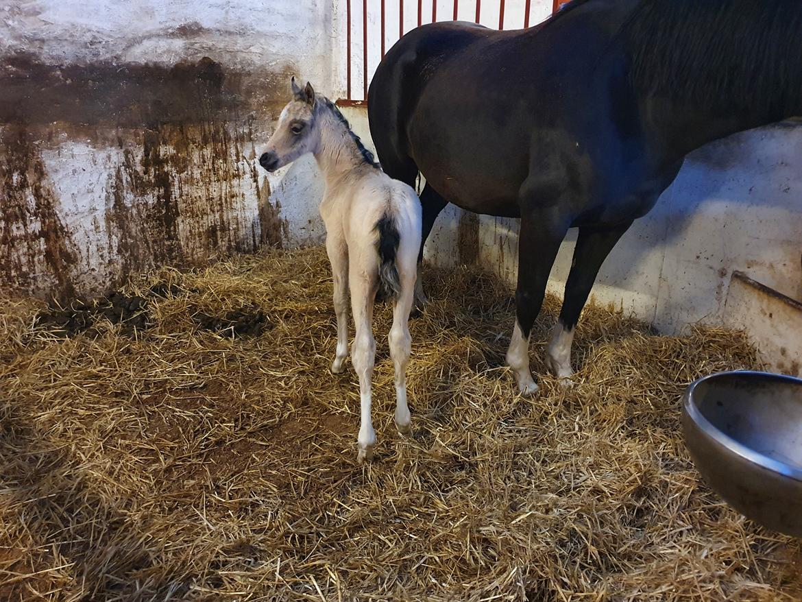 Welsh Partbred (Sec F) Struntze's Real Passion  billede 7