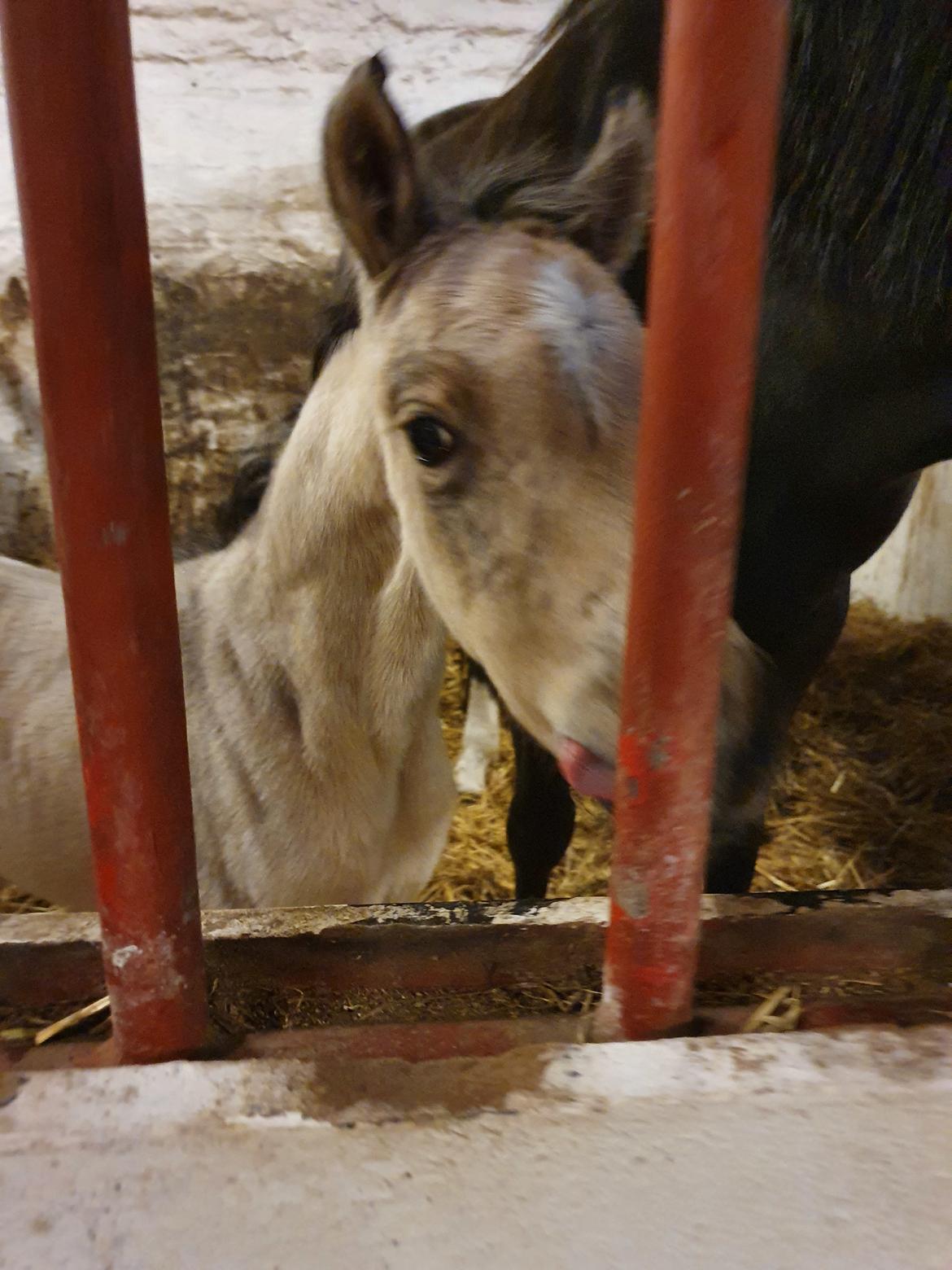 Welsh Partbred (Sec F) Struntze's Real Passion  billede 9