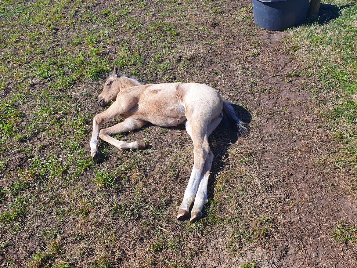 Welsh Partbred (Sec F) Struntze's Real Passion  billede 18